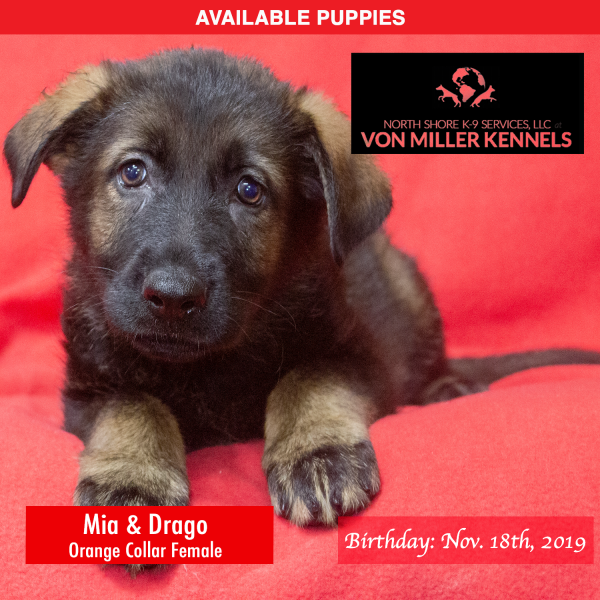 Von-Miller-Kennels_Puppies-German-Shepherds-11-18-2019-litter-Orange-Female-5